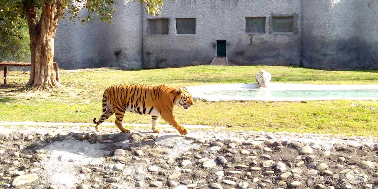 Chandigarh Wildlife Tour Packages | call 9899567825 Avail 50% Off